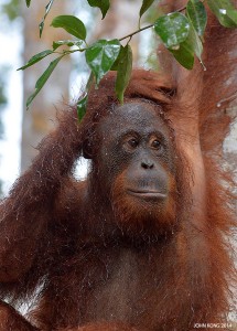 Trans Borneo Expedition 2014         